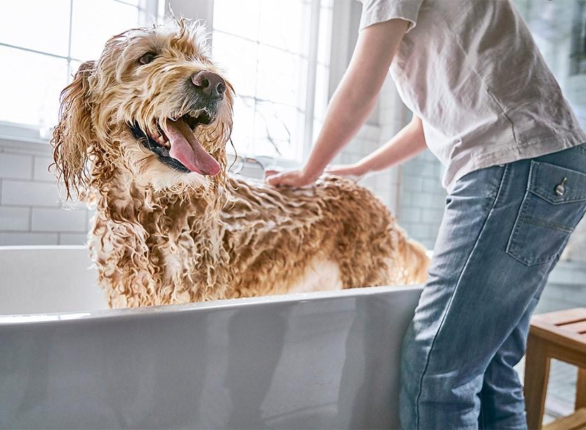 dog-getting-bath-SW Ein Hund wird gebadet.