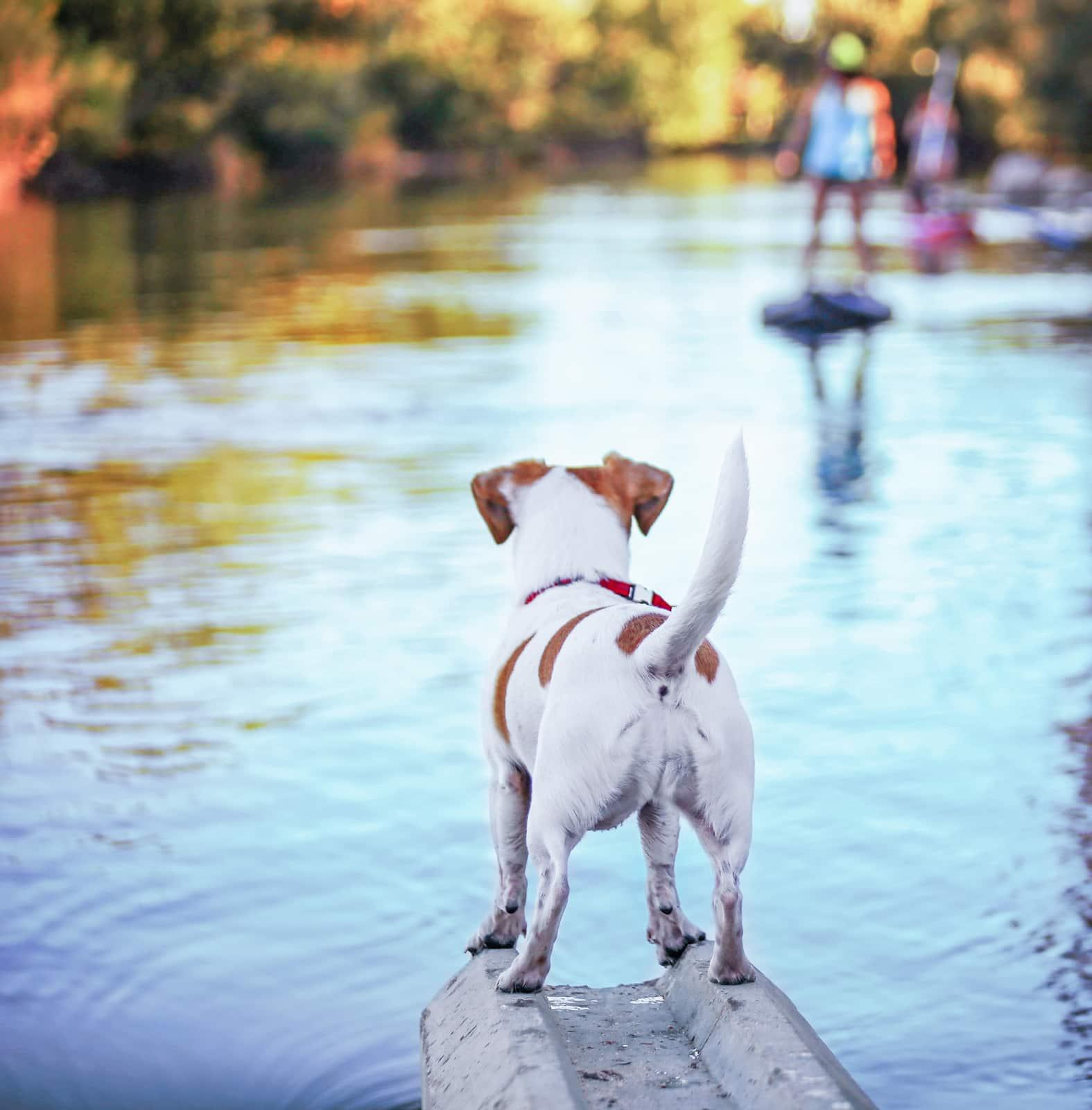 Hinterteil-von-einem-Jack-Russell-der-über-einen-Fluss-schaut-SW