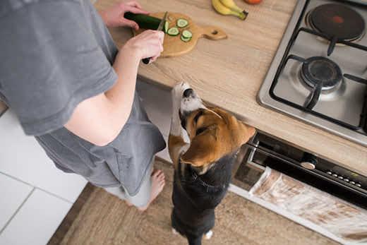 beagle-steht-neben-einem-gurken-schneidenden-Menschen-SW Beagle steht neben einem Menschen und bettelt, während dieser auf dem Küchentisch Gurken schneidet.