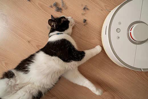 Schwarz-weiße Katze liegt ausgestreckt neben Roboterstaubsauger. Schwarz-weiße-Katze-liegt-neben-Roboterstaubsauger-SW