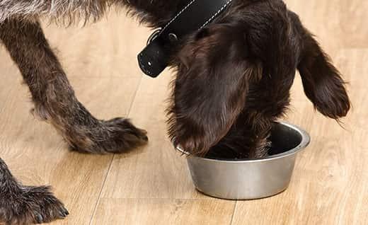 Schwarzer Hund frisst Futter aus einem Napf auf dem Boden