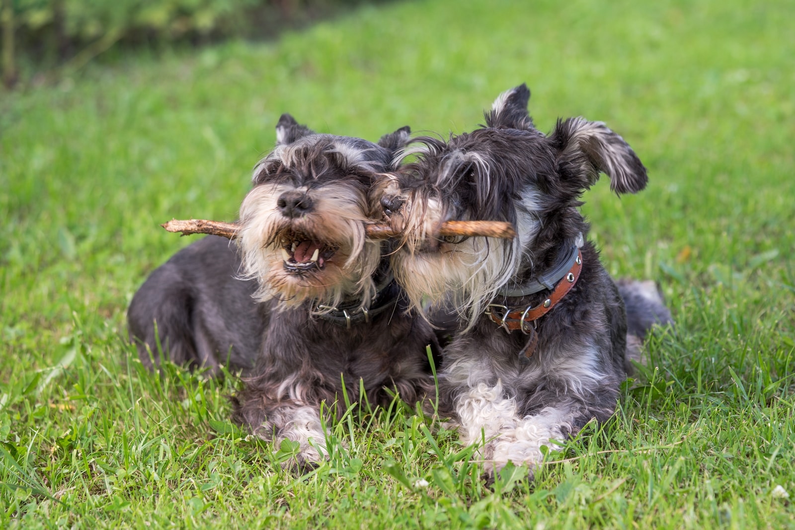 Two black and silver miniature schnauzer dogs chewing on the same stick.