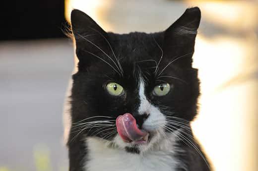Schwarz-weiße Katze mit grünen Augen leckt sich die Lippen.