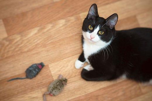 schwarz-weisse-katze-mit-zwei-spielzeug-mäusen-SW Schwarz-weiße Katze mit zwei Spielzeugmäusen schaut hoch.
