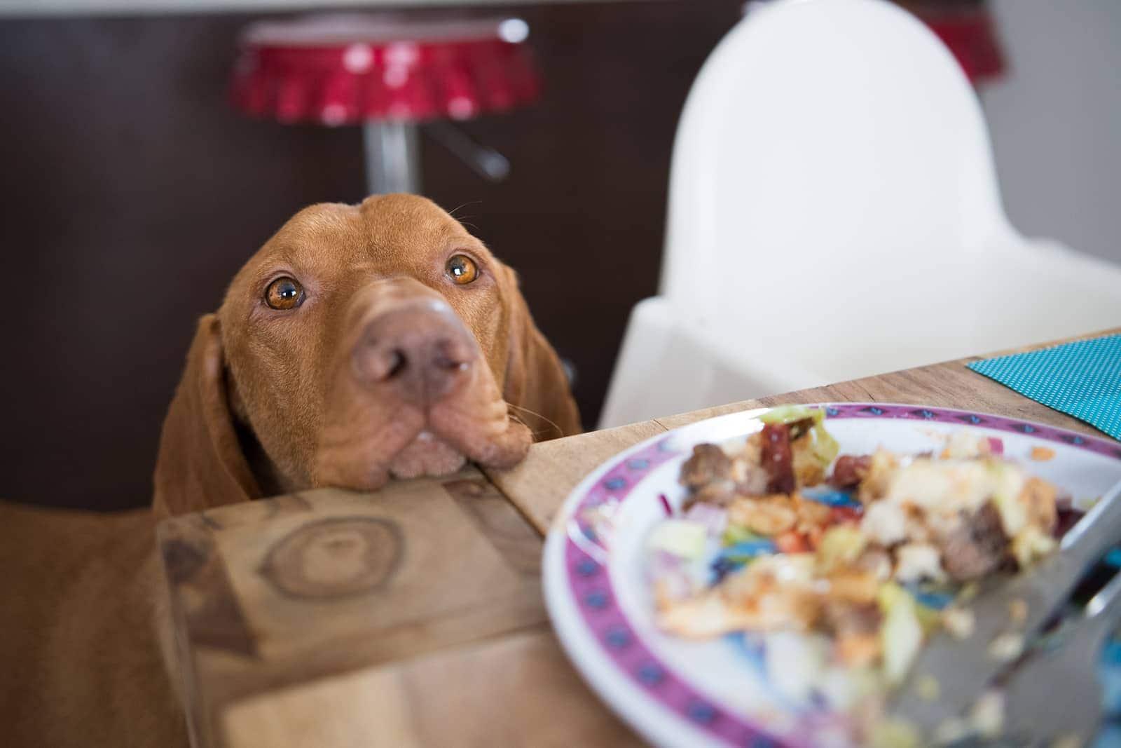 Hund legt den Kopf auf den Esstisch und starrt das Essen an.