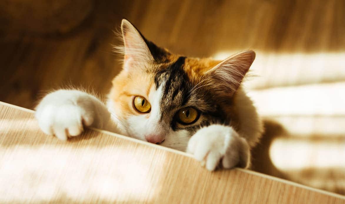 Long-haired calico with paws on table, feet on floor.