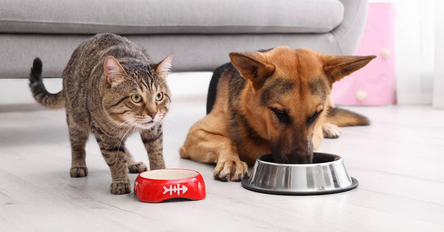 Katze und deutscher Schäferhund fressen aus getrennten Futternäpfen vor der Couch.