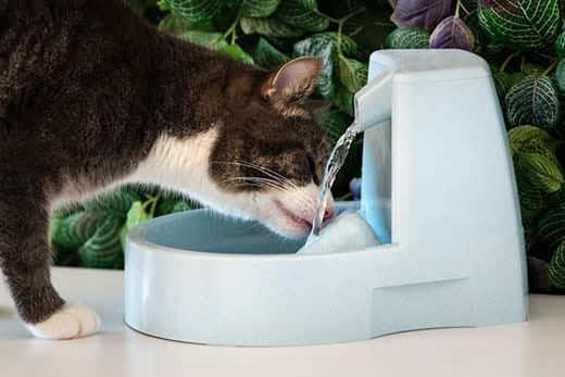 Katze trinkt sauberes Wasser von Wasserstelle. Trinkbrunnen für Katzen. Durst bei Haustieren. Dehydrierung bei der Katze.