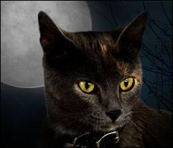 Katzen und Halloween