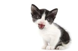 kleines Kätzchen mit offenem Mund