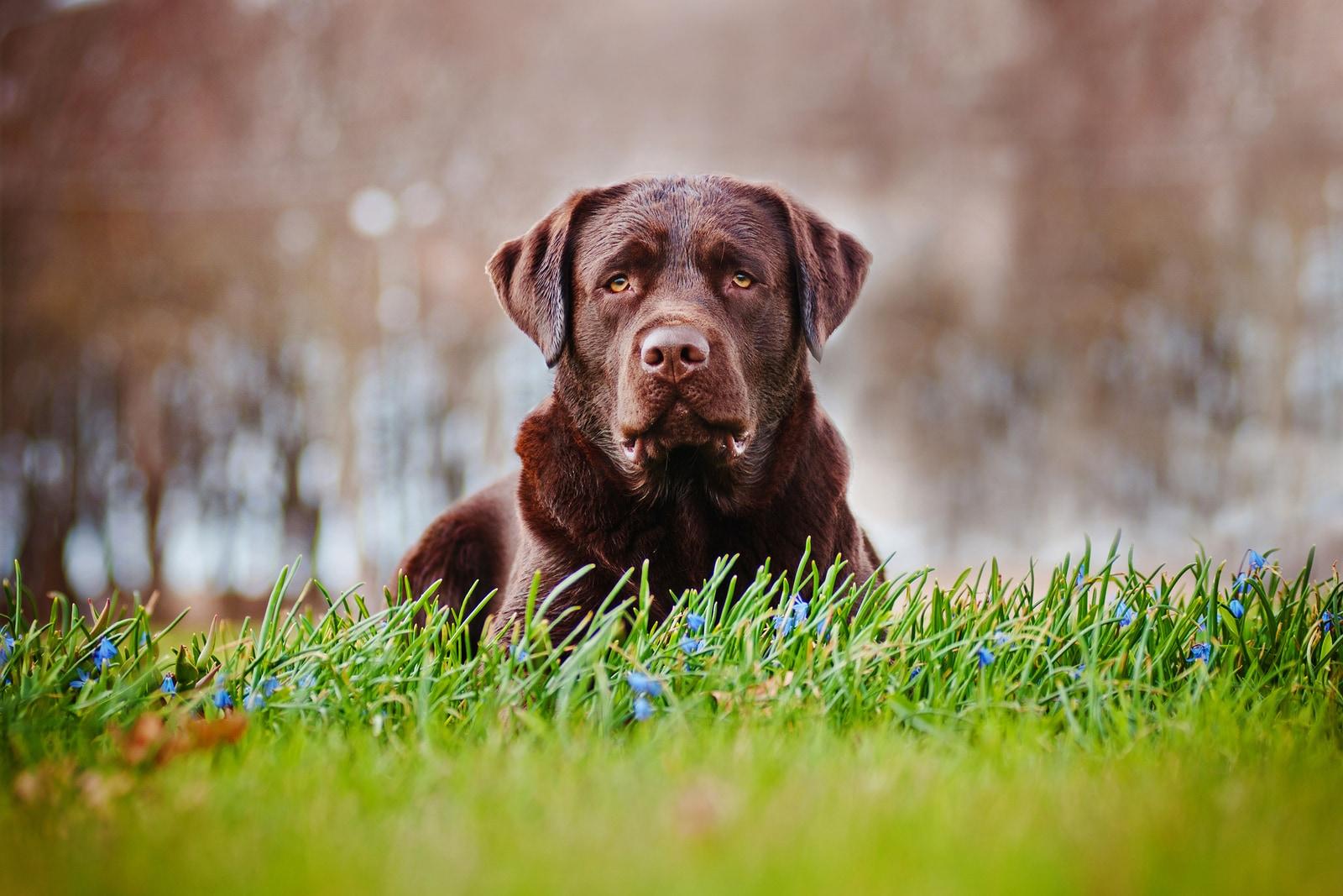 Ein älterer schokoladenbrauner Labrador liegt auf in einem Feld.
