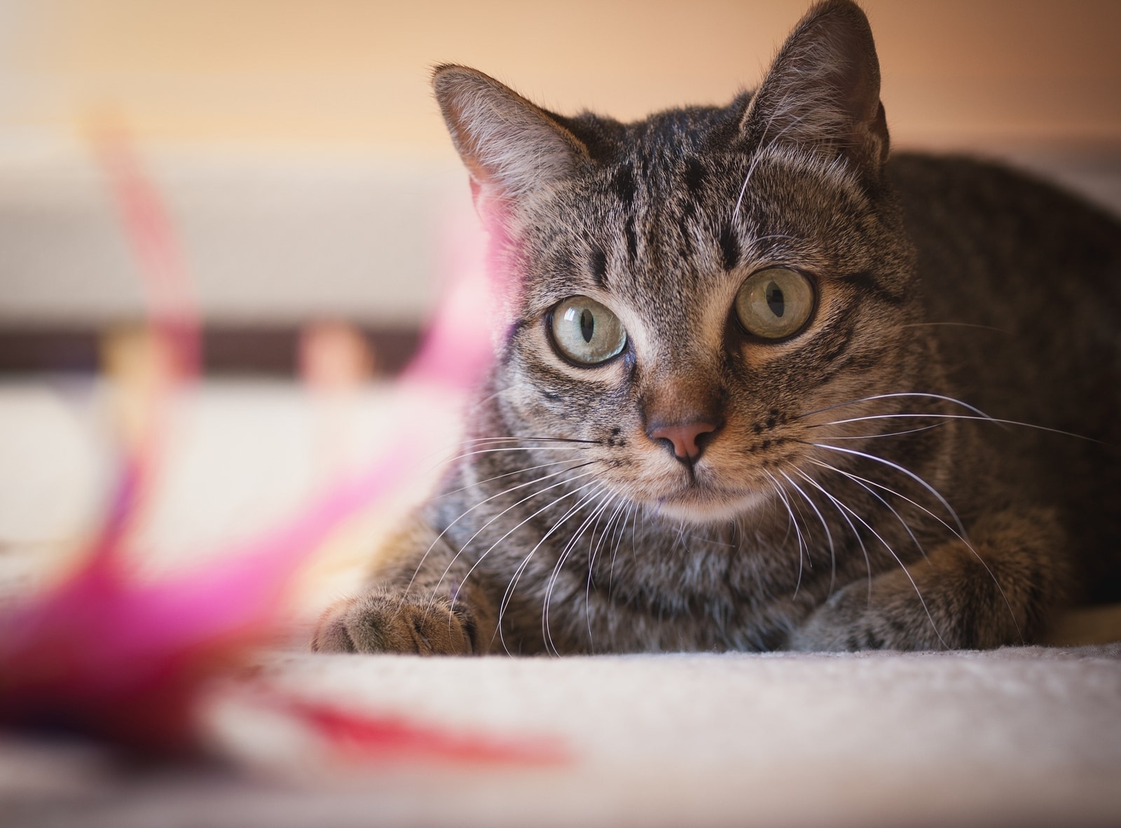 Nahaufnahme braun getigerte Katze Nahaufnahme einer braun getigerten Katze mit grünen Augen.