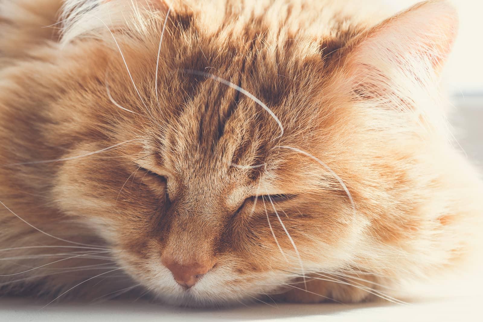 Große, flauschige orangefarbene Katze, die auf dem Boden schläft