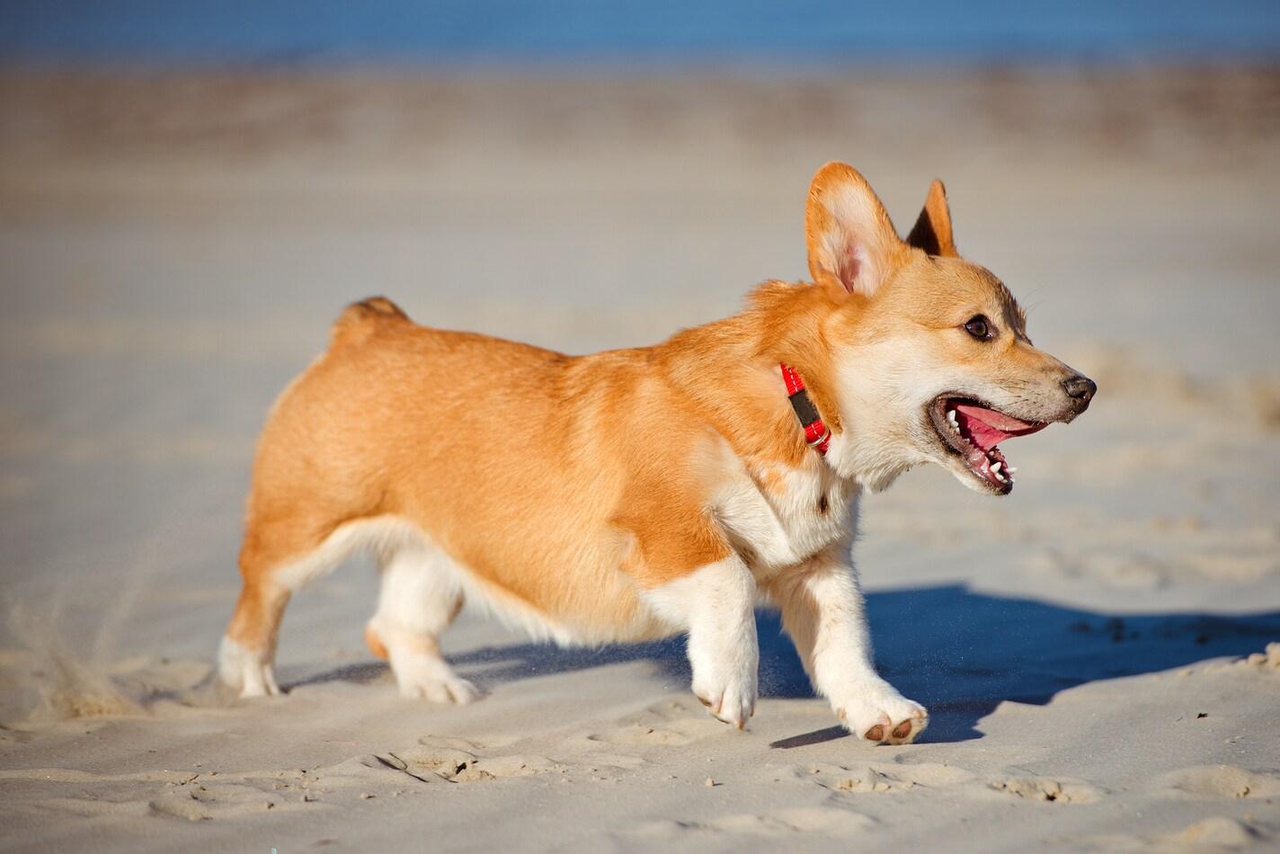 Welsh Corgi Pembroke-Welpe am Strand