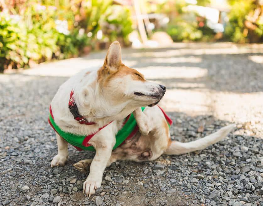 corgi-mit-grünem-pullover-kratzt-ohr-SW Corgi mit einem grünen Pullover kratzt sich am Ohr.