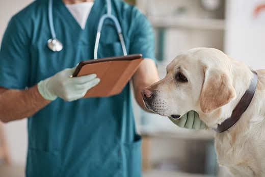 Abgeschnittenes Portrait eines nicht zu erkennenden Tierarzts, der einen weißen Labrador in einer Tierklinik untersucht, copy space