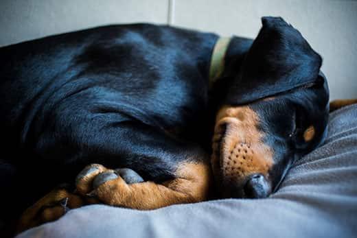 Doberman-Welpe mit grünem Halsband schläft im Bett.
