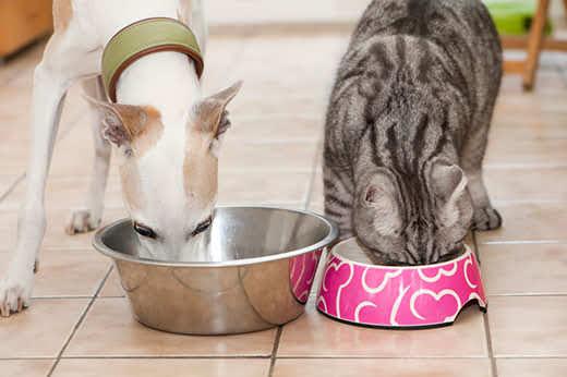 Weißer kleiner Windhund und grau gestreifte Katze werden Seite an Seite in der Küche gefüttert