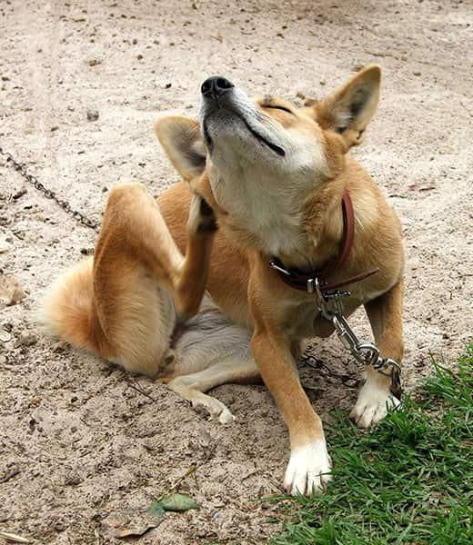Orangefarbener Hund an der Leine sitzt draußen und kratzt sich.