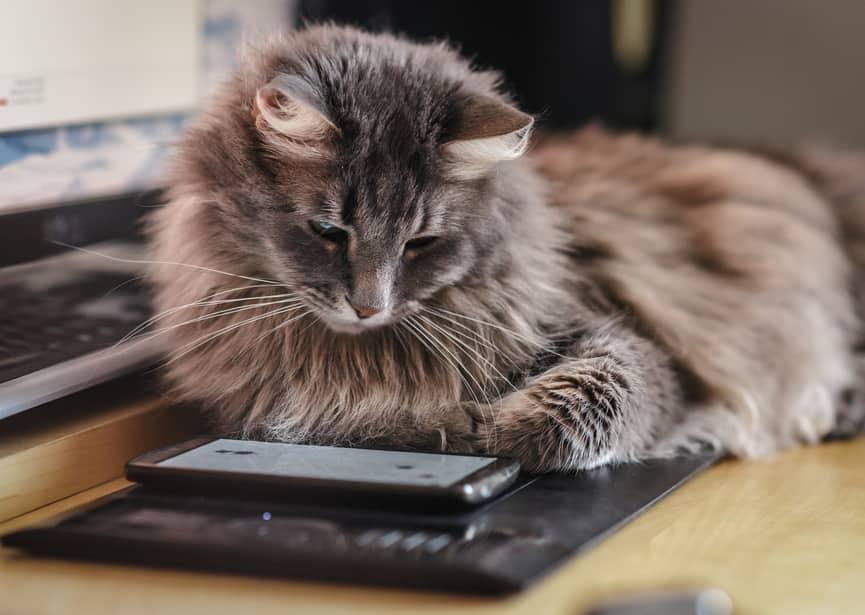 flauschige-katze-schaut-aufs-Handy-SW Neugierige, flauschige Katze untersucht ein Smartphone