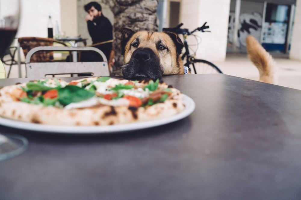 Lustiger süßer Hund steht hungrig neben einem Tisch mit einer leckeren Pizza und wartet darauf, gefüttert zu werden, süßer Hund starrt auf köstlichen italienischen Mozarella mit Tomaten und Basilikum auf Restaurantterasse Lustiger süßer Hund steht hungrig neben einem Tisch mit einer leckeren Pizza und wartet darauf, gefüttert zu werden, süßer Hund starrt auf köstlichen italienischen Mozarella mit Tomaten und Basilikum auf Restaurantterasse