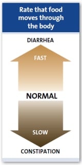 Geschwindigkeit, mit der sich das Futter durch den Körper bewegt