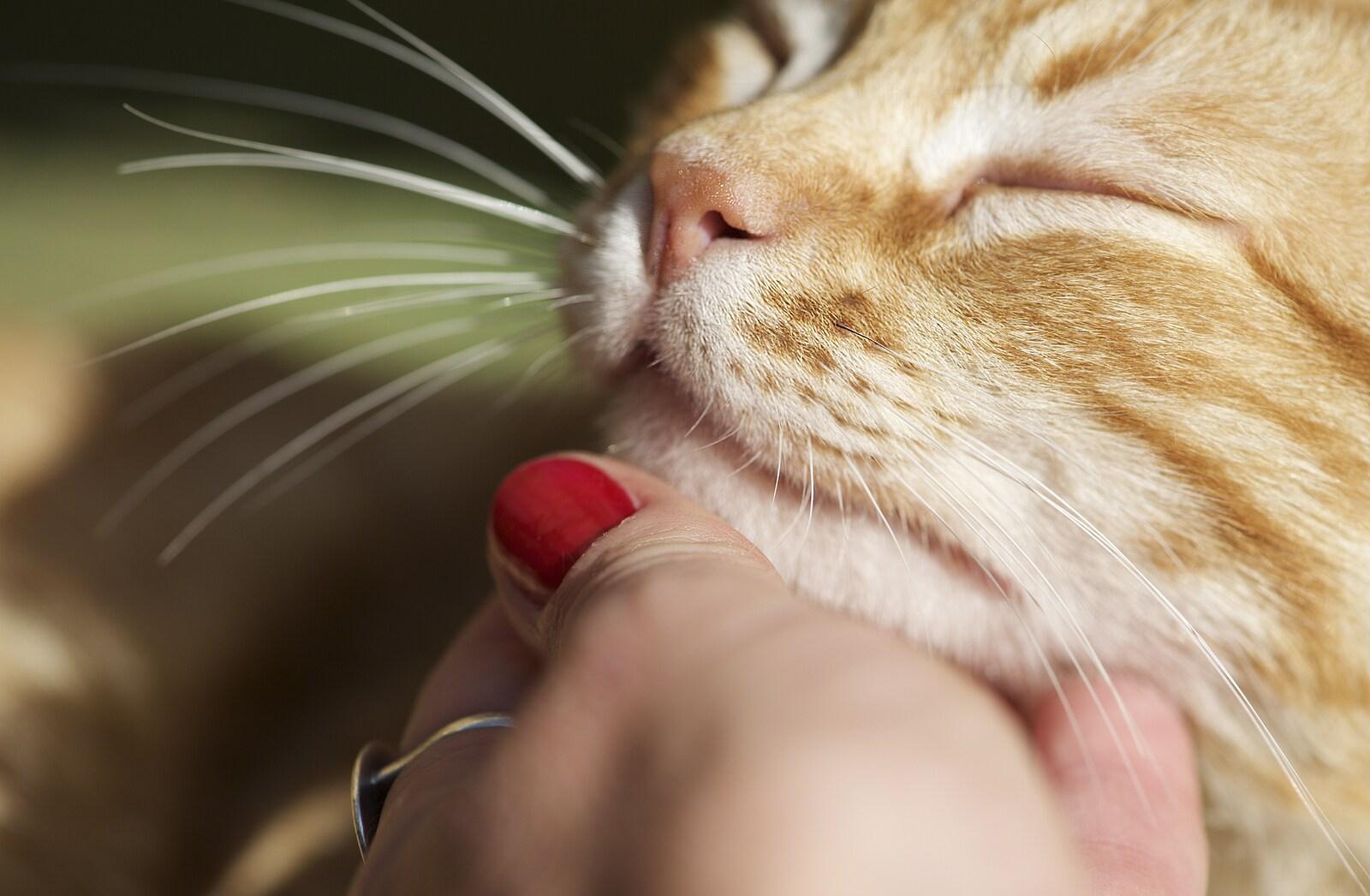 ginger-cat-getting-chin-scratched Rote Katze wird am Kinn gekrault.