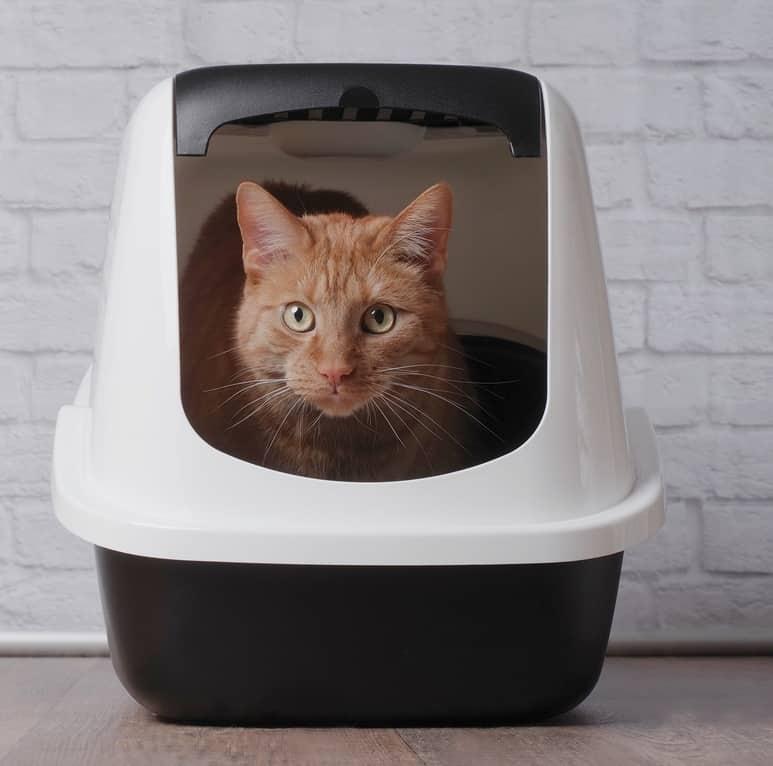 Gähnende weiße Katze mit blauem Halsband.