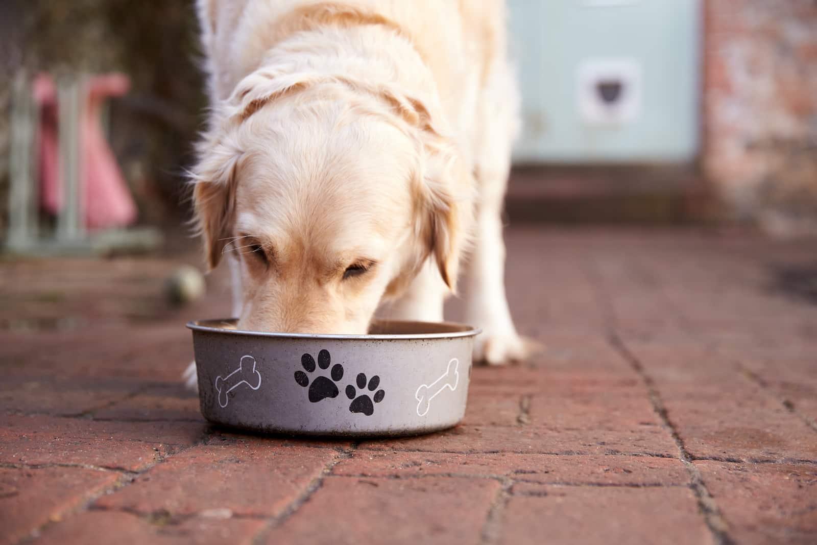 golden-retriever-eating-out-of-bowl-SW Golden Retriever frisst aus weißem Futternapf