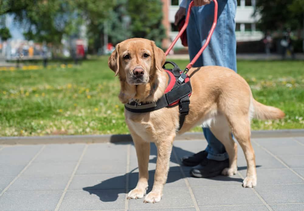 golden-retriever-begleithund-SW Begleithund hilft einem blinden Mann in der Stadt