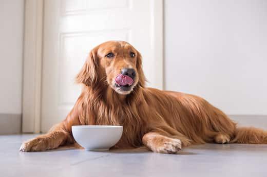 golden-retriever-leckt-sich-lippen-während-er-liegt-SW Golden Retriever liegt hinter einem weißen Napf und leckt sich die Lippen..