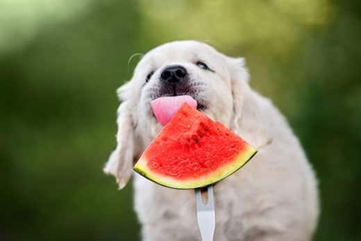 golden-retriever-puppy-eats-watermelon-SW Golden retriever puppy licks watermelon slice being held out on a fork.