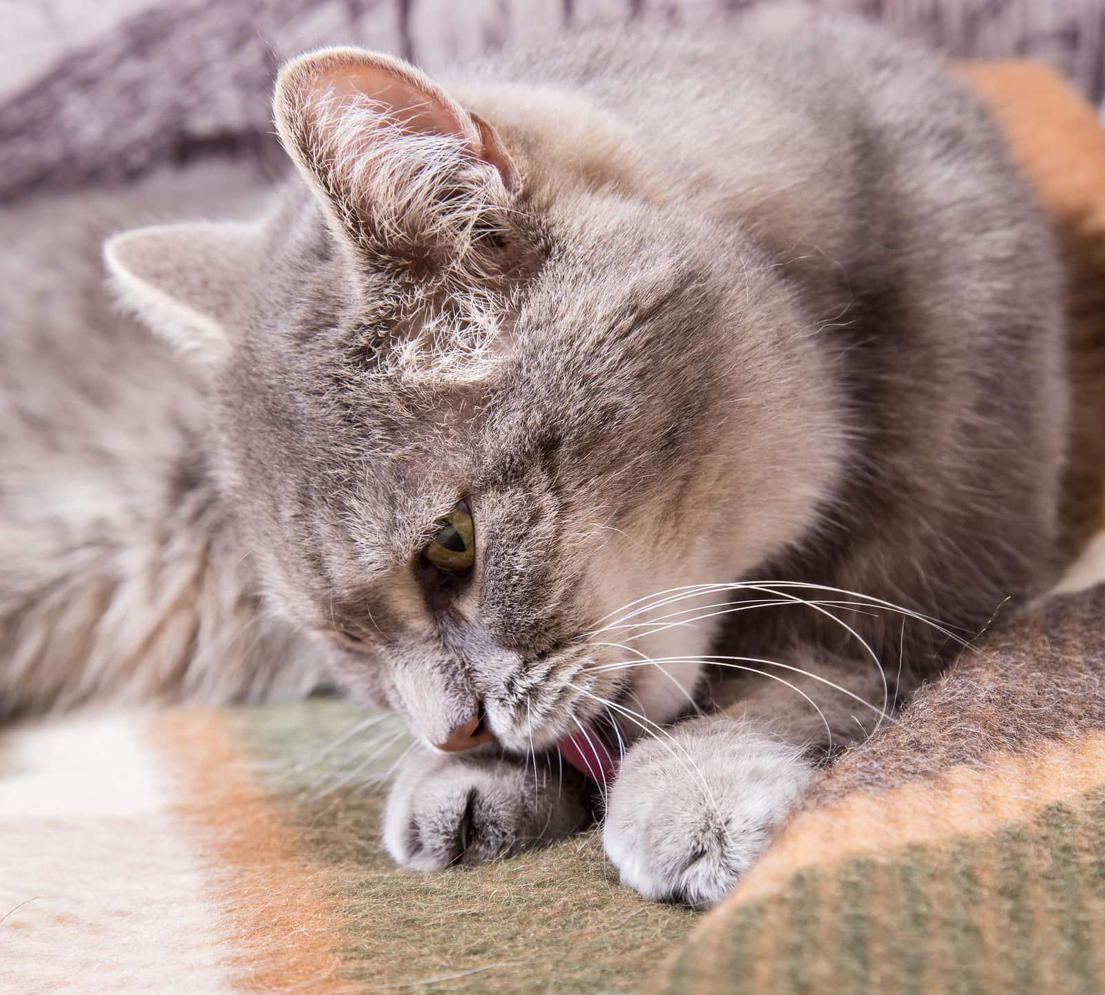gray-cat-licks-paws-SW Graue Katze liegt auf einer karierten Decke und leckt ihre Pfoten.