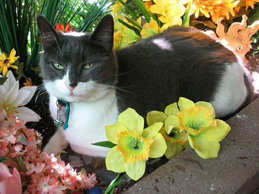 Schwarz-weiße Katze sitzt in einem Blumenbeet