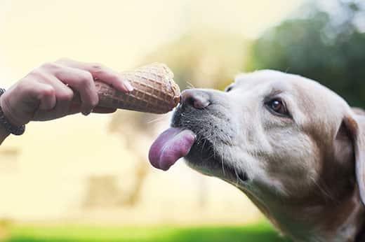 Hand holds out a waffle cone of ice cream to a labrador with tongue out.