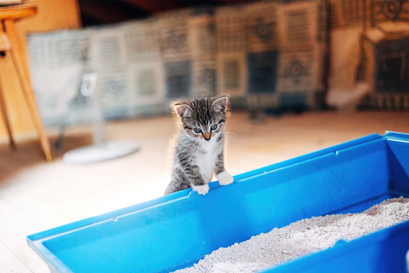 Ein Kätzchen klettert hinauf und steht am Rand einer großen blauen Katzentoilette Ein Kätzchen klettert hinauf und steht am Rand einer großen blauen Katzentoilette