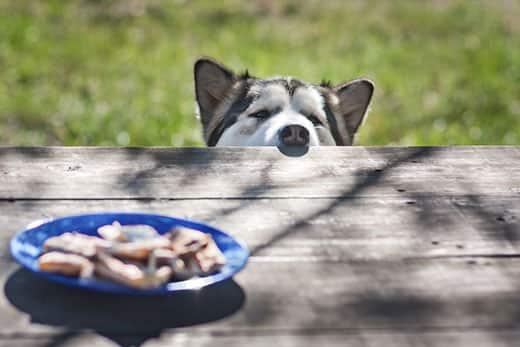 Husky streckt die Nase über den Picknicktisch, um das Essen in der Mitte zu betrachten.