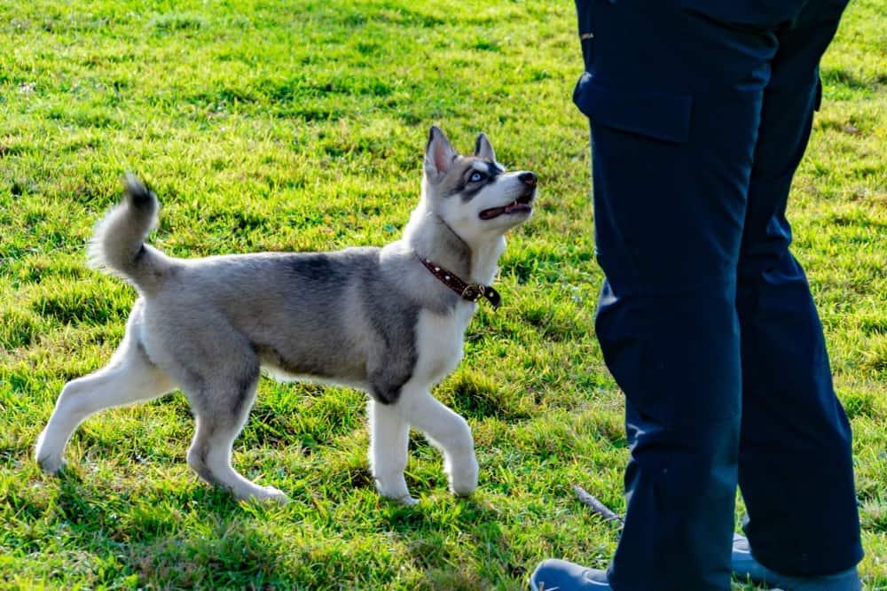 husky-puppy-looking-up-at-owner-SW Puppy husky looks up at owner while circling in the grass.