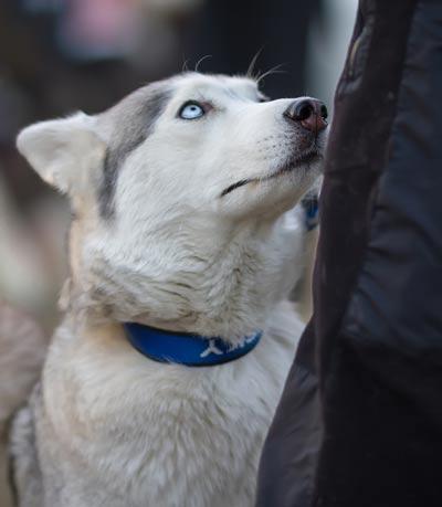Siberian Husky Dog Looking at His Owner. Husky with blue eyes and blue collar staring up at owner.