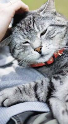 Cat sleeping
