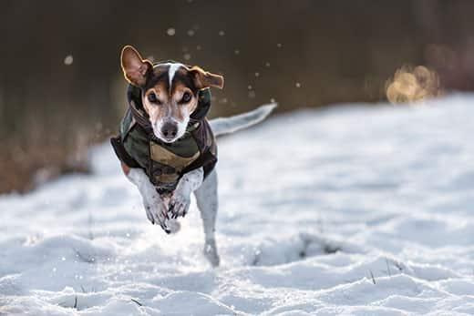 Jack Russell Terrier im Wintermantel über ein Schneefeld.