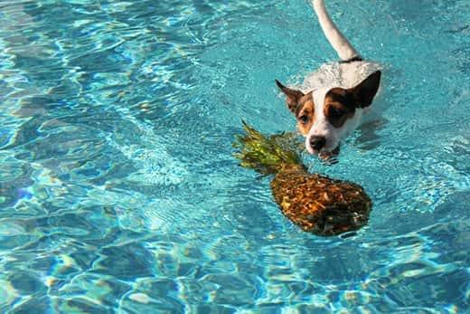 Ein Jack Russell Terrier schwimmt im Pool auf eine Ananas zu.