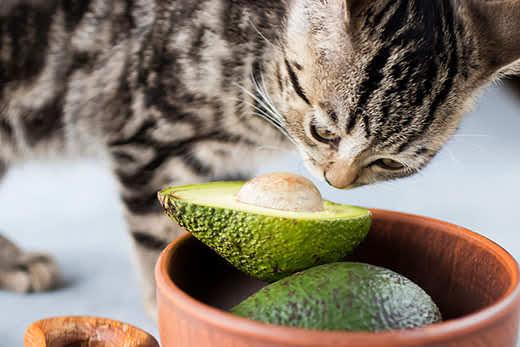 Kätzchen frisst reife Avocado. Weichzeichner. Kitten eat ripe avocado. Soft focus.