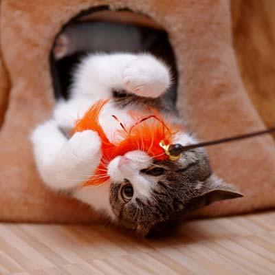 Striped With White The Cat Plays With A Toy. Brown and white kitten playing with orange feather cat toy.