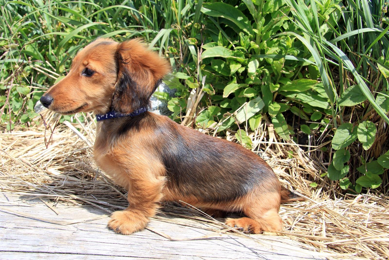 longhair-dachshund-puppy-outside Brauner Langhaardackelwelpe draußen.