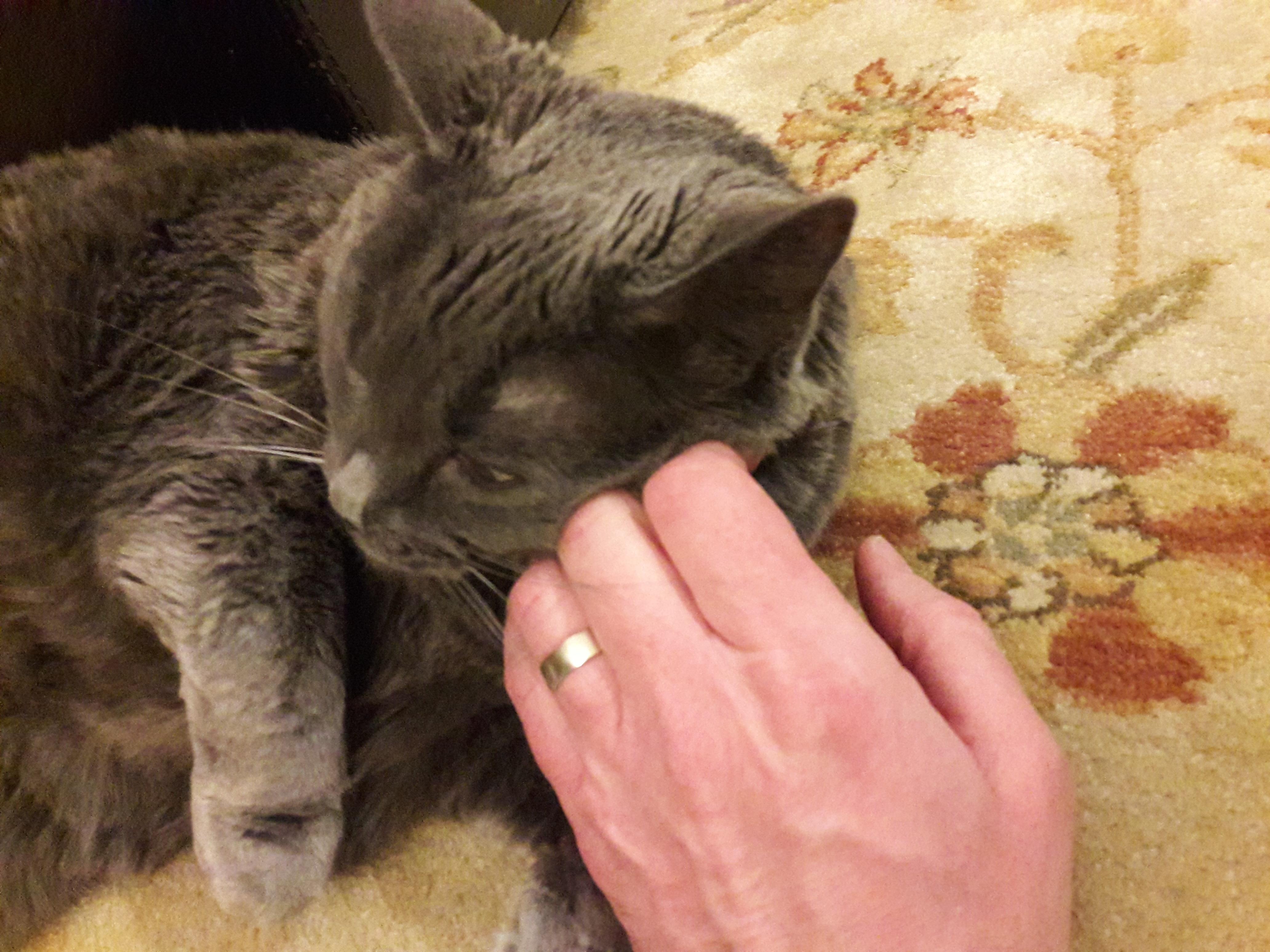 man-petting-russian-blue-cat Hand eines Mannes, der eine Russische Blaue Katze auf einem Blumenteppich streichelt