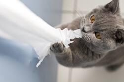 Graue Katze, die am Toilettenpapier kaut und daran zieht.