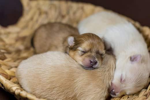 newborn-pomeranian-puppies-sleeping-SW Newborn Spitz Pomeranian puppies snoozing together in a basket.