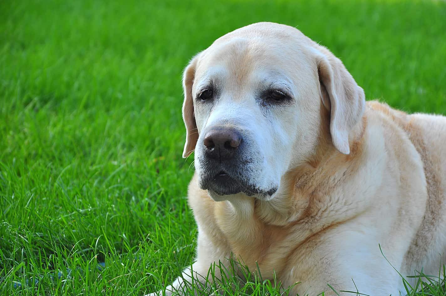 old-yellow-lab-in-grass-SW Older yellow lab lying in green grass.