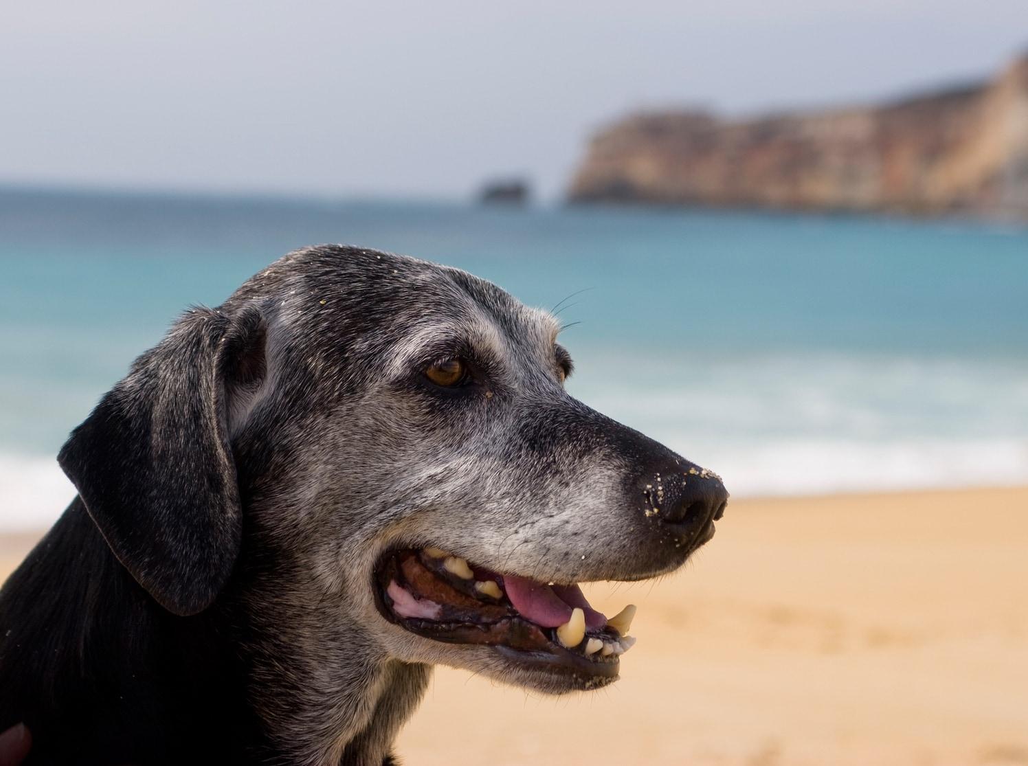 Älterer schwarzer Hund mit ergrauter Schnauze sitzt am Strand mit dem Meer im Hintergrund.